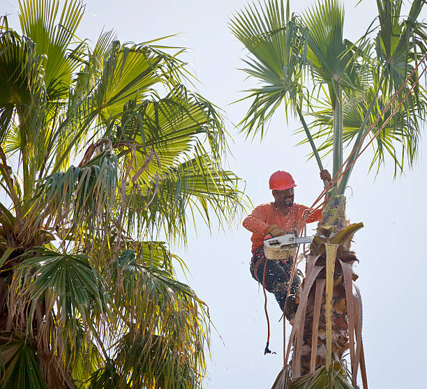 Residential Tree Removal in Waskom, TX